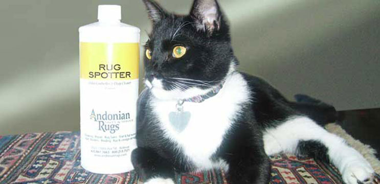 rug-care Rug Care Treatments
